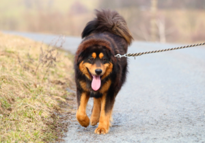 chien en promenade